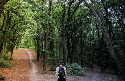 homme debout au milieu des bois