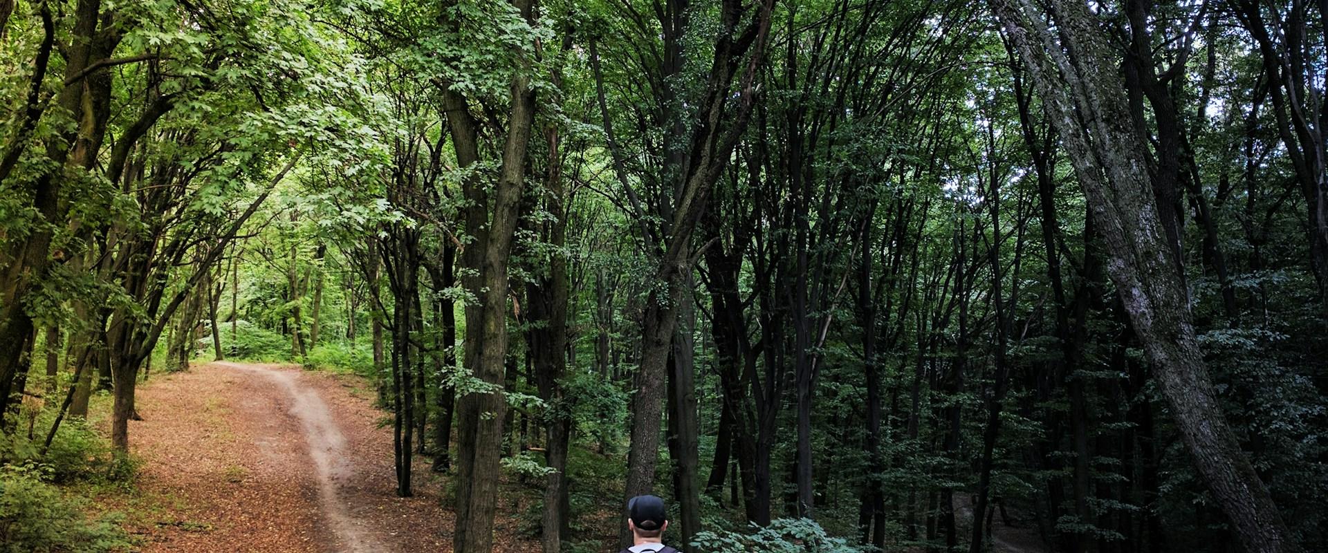 homme debout au milieu des bois